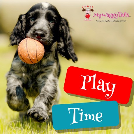 MyWaggyTails: Product image 1