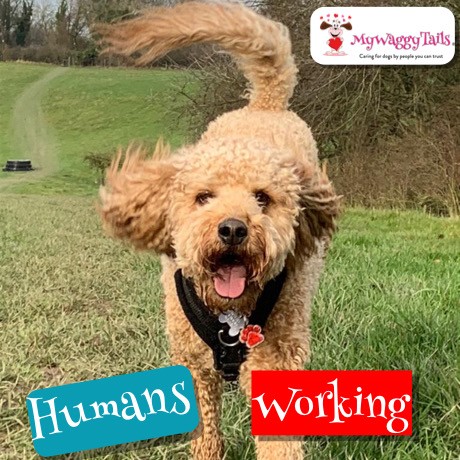 MyWaggyTails: Product image 2